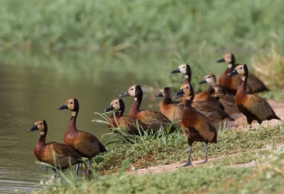 White-faced Whistling Duck