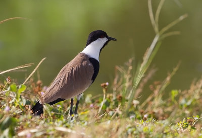 Spur-winged Lapwing