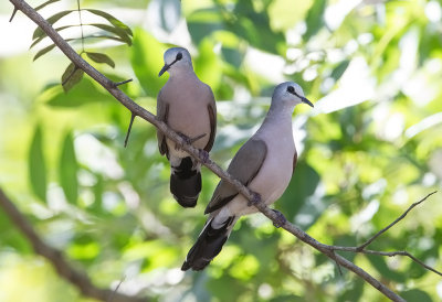 Black-billed Wood Dove