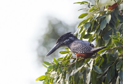 Giant Kingfisher (f)