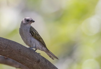 Lesser Honeyguide