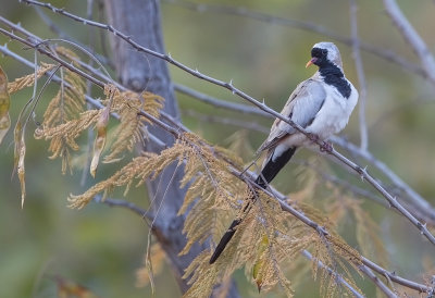 Namaqua Dove