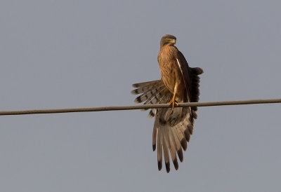 Grasshopper Buzzard