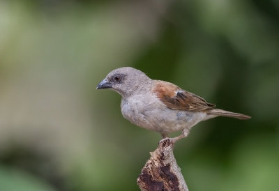 Northern Grey-headed Sparrow