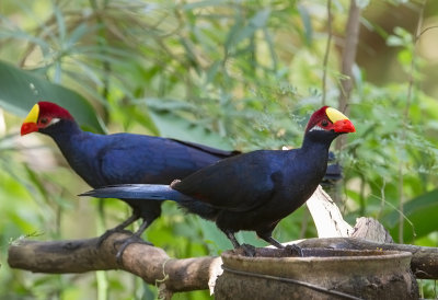 Violet Turaco