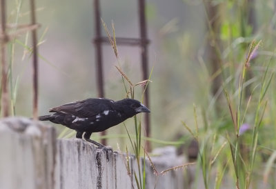 White-billed Buffalo Weaver (f)