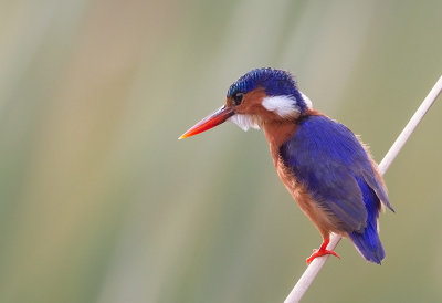 Malachite Kingfisher