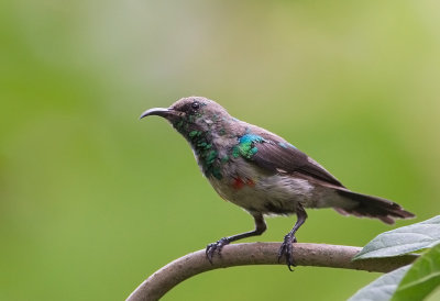 Beautiful Sunbird (Juvenile M)