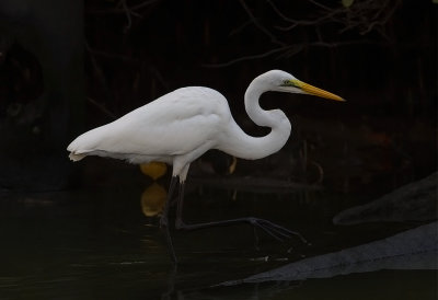 Great White Egret