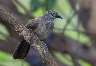 Brown Babbler