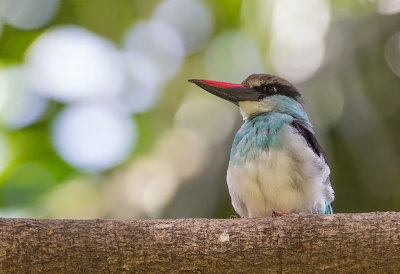 Blue-breasted Kingfisher