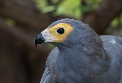 African Harrier-Hawk