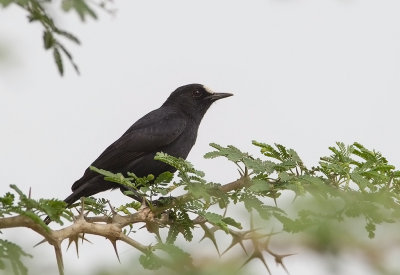 White-fronted Black Chat