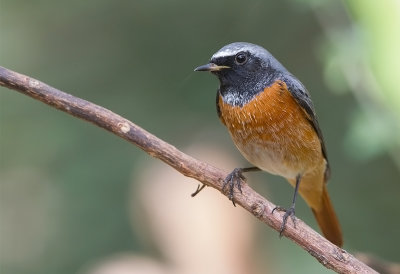 Common Redstart