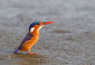 Malachite Kingfisher