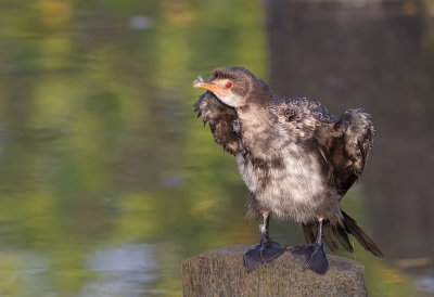 Reed Cormorant
