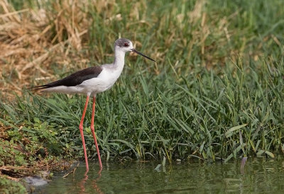 Black-winged Stilt