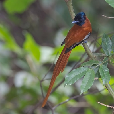 Red-bellied Paradise Flycatcher