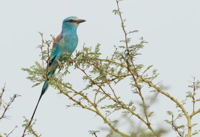 Abyssinian Roller