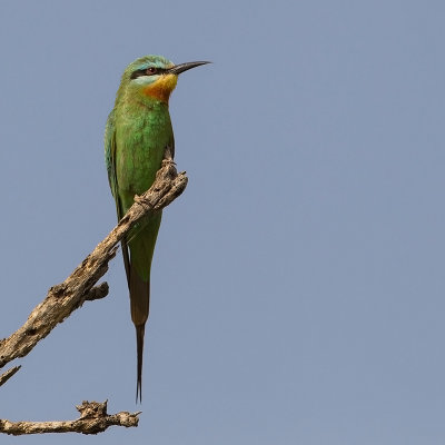 Blue-cheeked Bee-eater