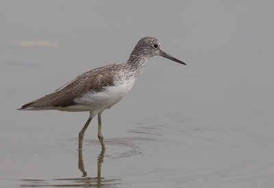 Common Greenshank