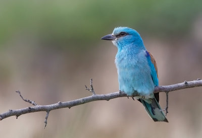  European Roller Bulgaria 2017