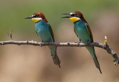 European Bee-eater Bulgaria 2017