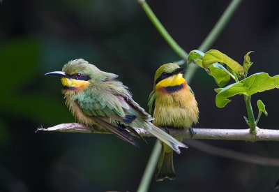 Little Bee-Eater