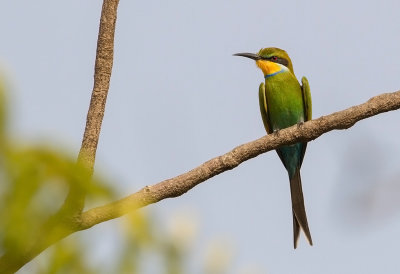 Swallow-tailed Bee-eater