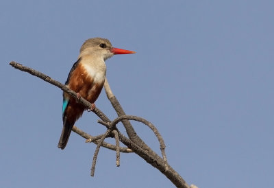 Grey Headed Kingfisher