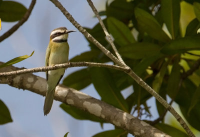 White-throated Bee-eater