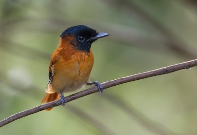 Red-bellied Paradise Flycatcher
