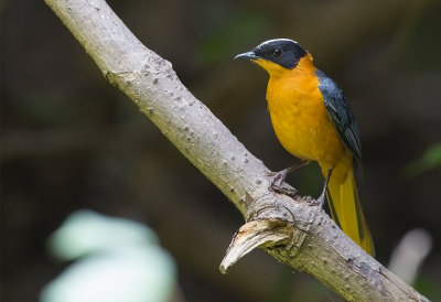 Snowy-crowned Robin Chat