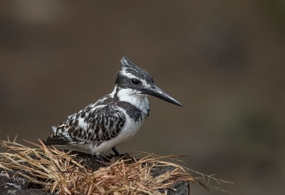 Pied Kingfisher