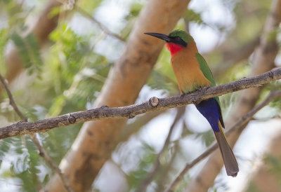 Red-throated Bee-eater