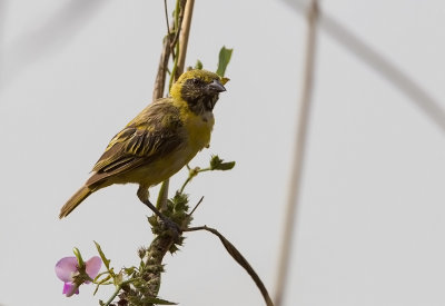 Little Weaver