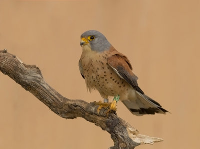 Lesser Kestrel