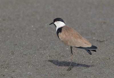 Spur-winged Lapwing
