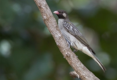 Greater Honeyguide