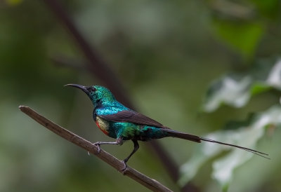 Beautiful Sunbird