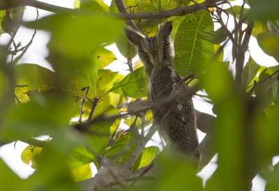 Northern White-faced Scops-Owl