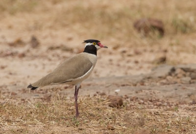 Black-headed Lapwing