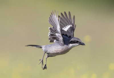 Iberian Grey Shrike