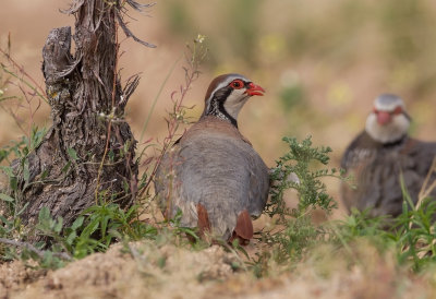 Red-legged Partridge