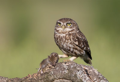 Little Owl