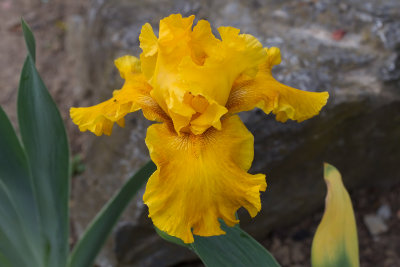 Iris Fresno Calypso