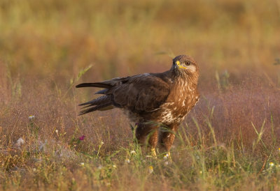 Common Buzzard