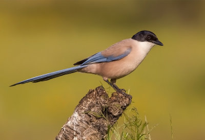 Iberian Magpie - Blue Magpie