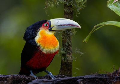 Green-billed Toucan