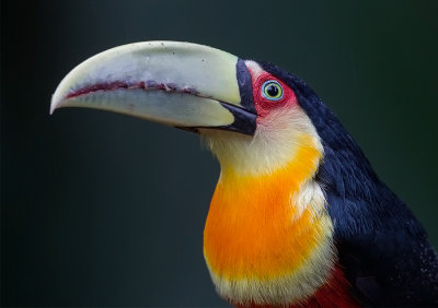 Green -billed Toucan